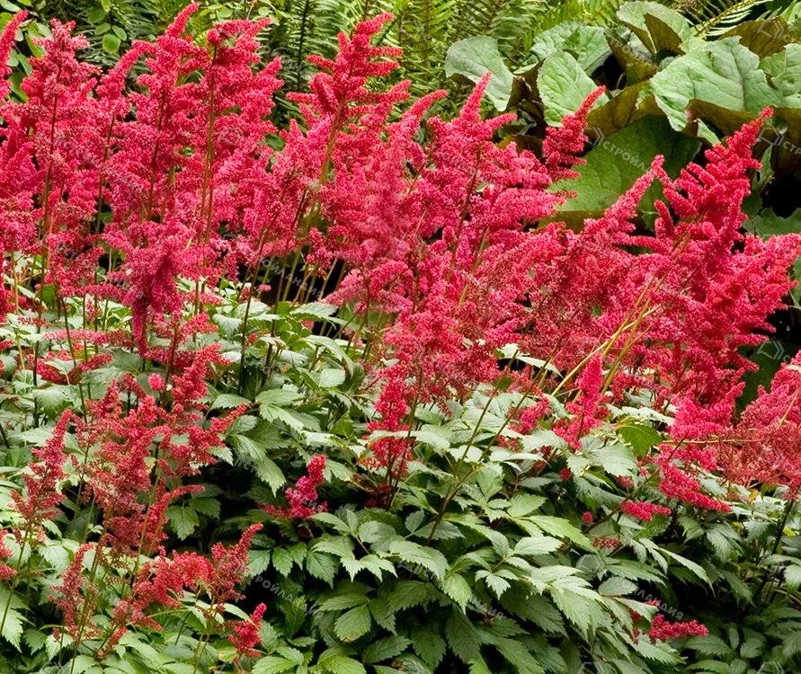 Степашкин сад 