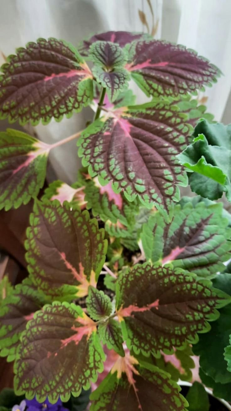 Мой маленький луг 