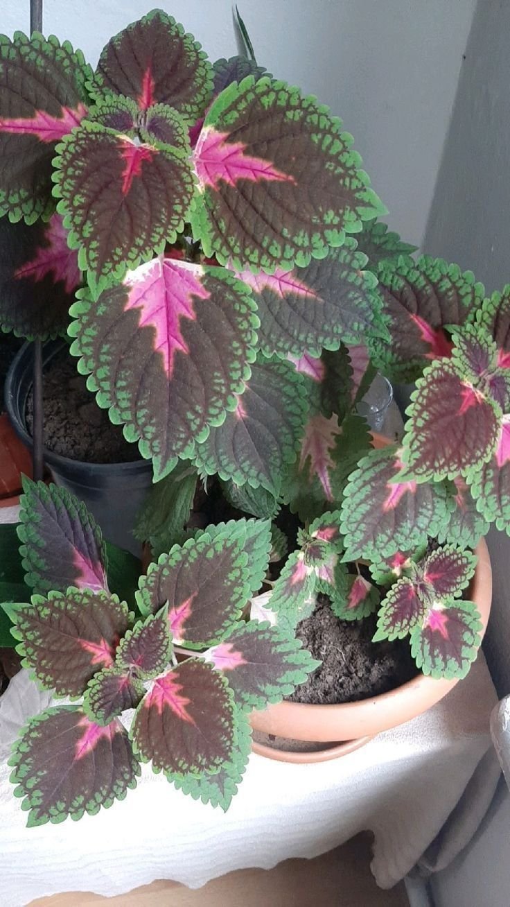 Мой маленький луг 