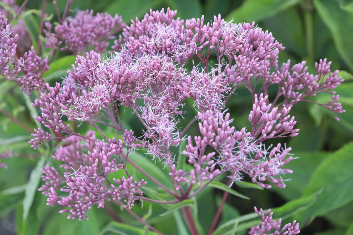 Посконник Атропурпуреум - фото 3