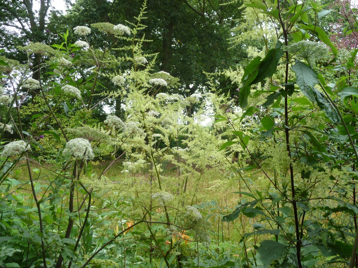 Посконник Атропурпуреум