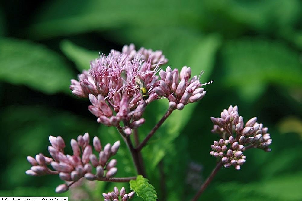 Посконник Атропурпуреум - фото 4