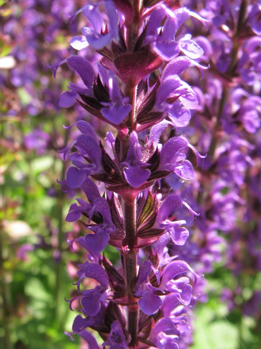 Шалфей дубравный Остфрисланд - фото 10