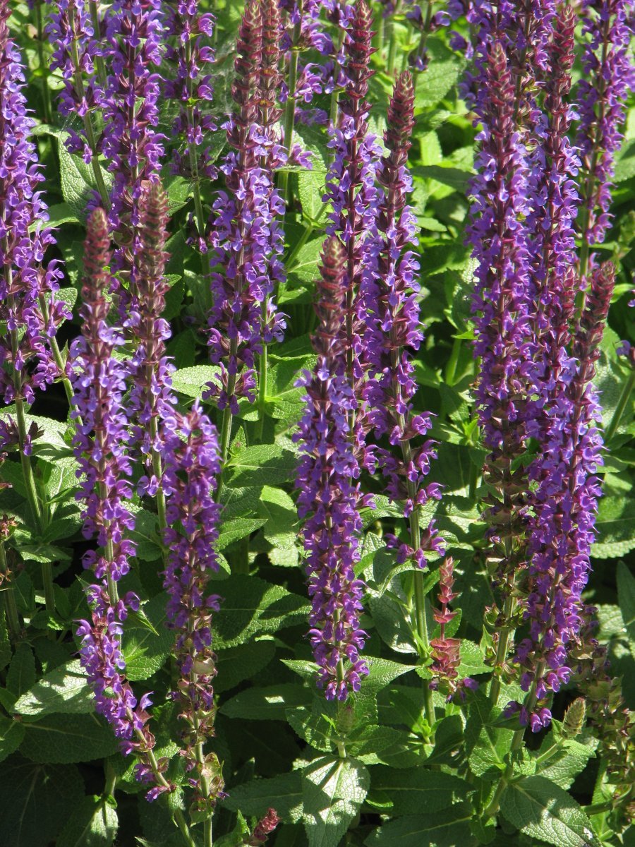 Шалфей дубравный Остфрисланд - фото 7