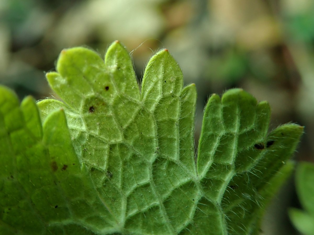 Герань садовая Пленум - фото 9