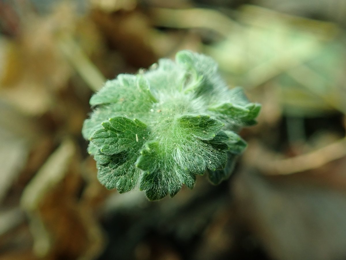 Герань садовая Пленум - фото 8