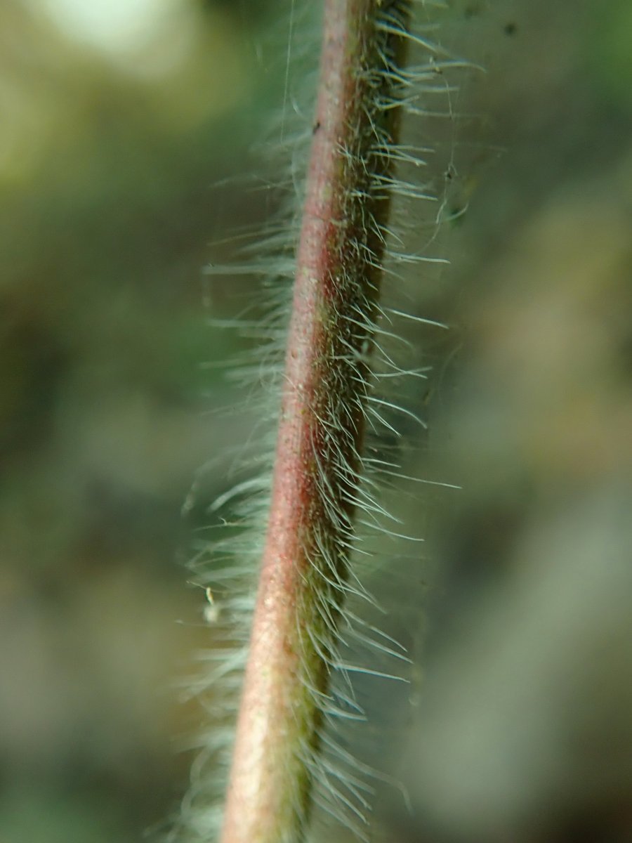 Герань садовая Пленум - фото 7