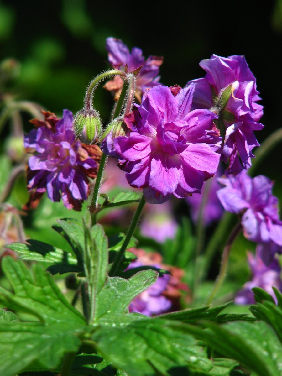 Герань садовая Пленум