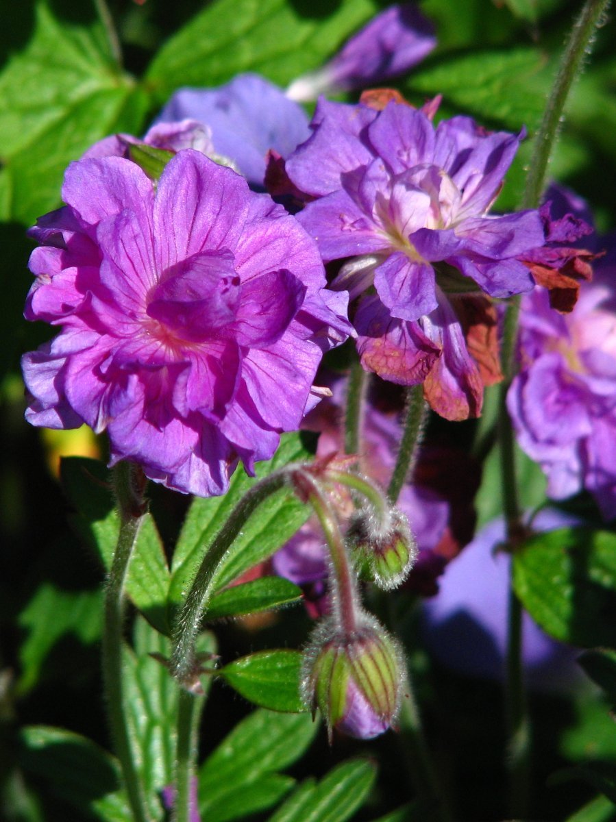 Герань садовая Пленум - фото 2