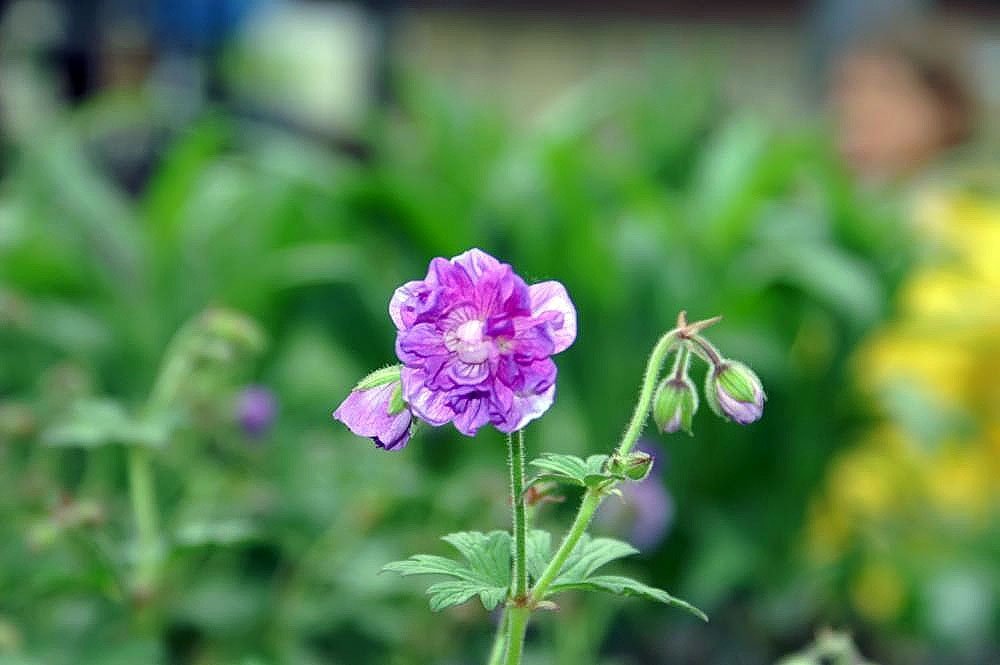 Герань садовая Пленум - фото 3