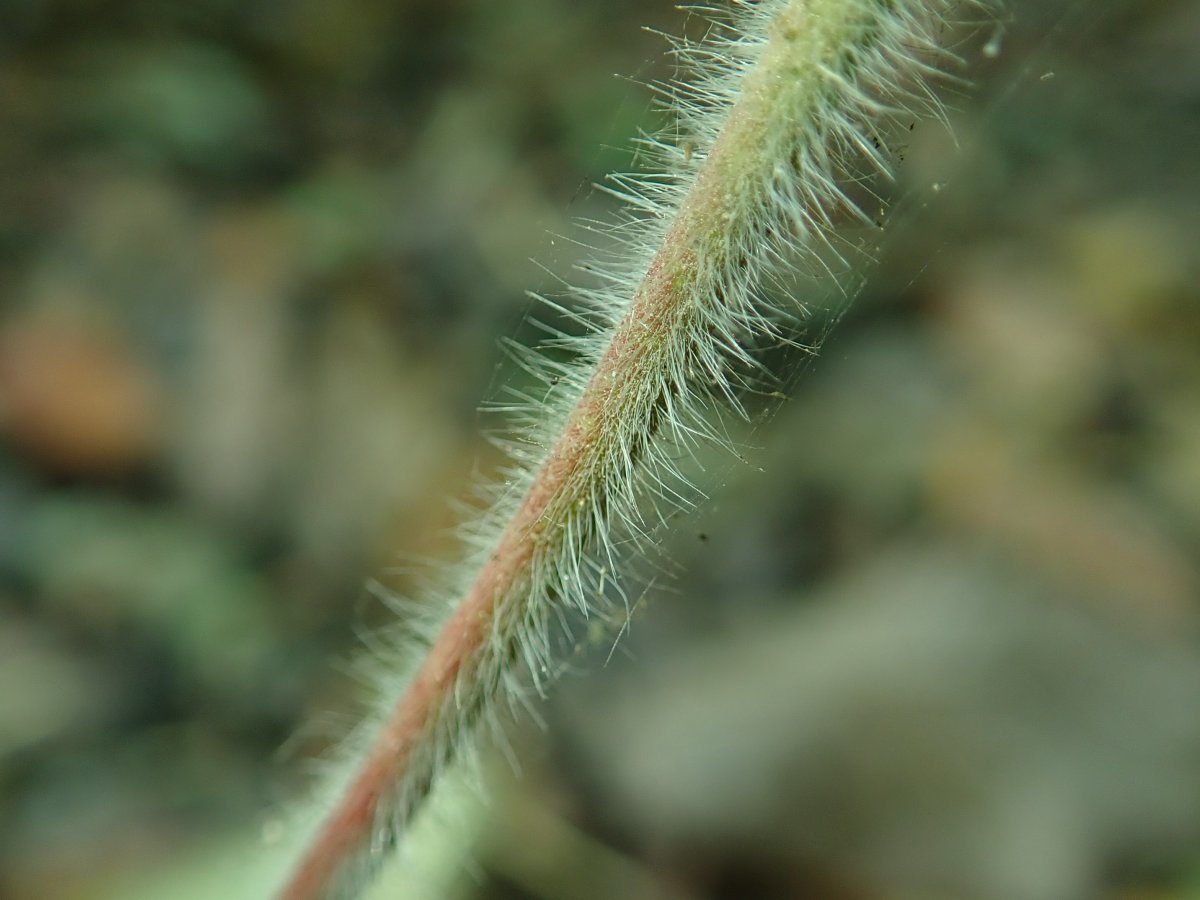 Герань садовая Пленум - фото 6