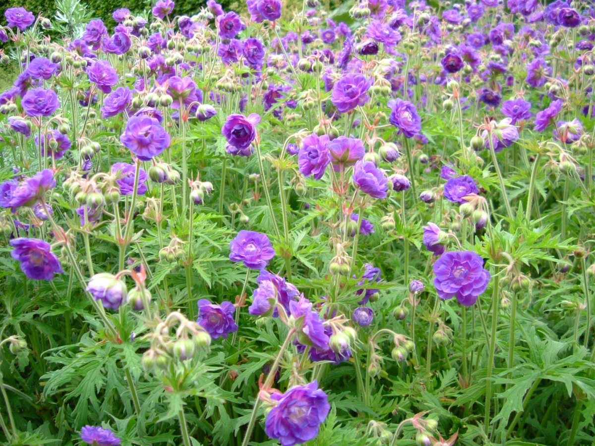 Герань садовая Пленум - фото 10