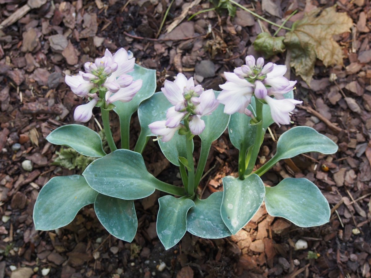 Хоста Блу Маус Иэрз - фото 5