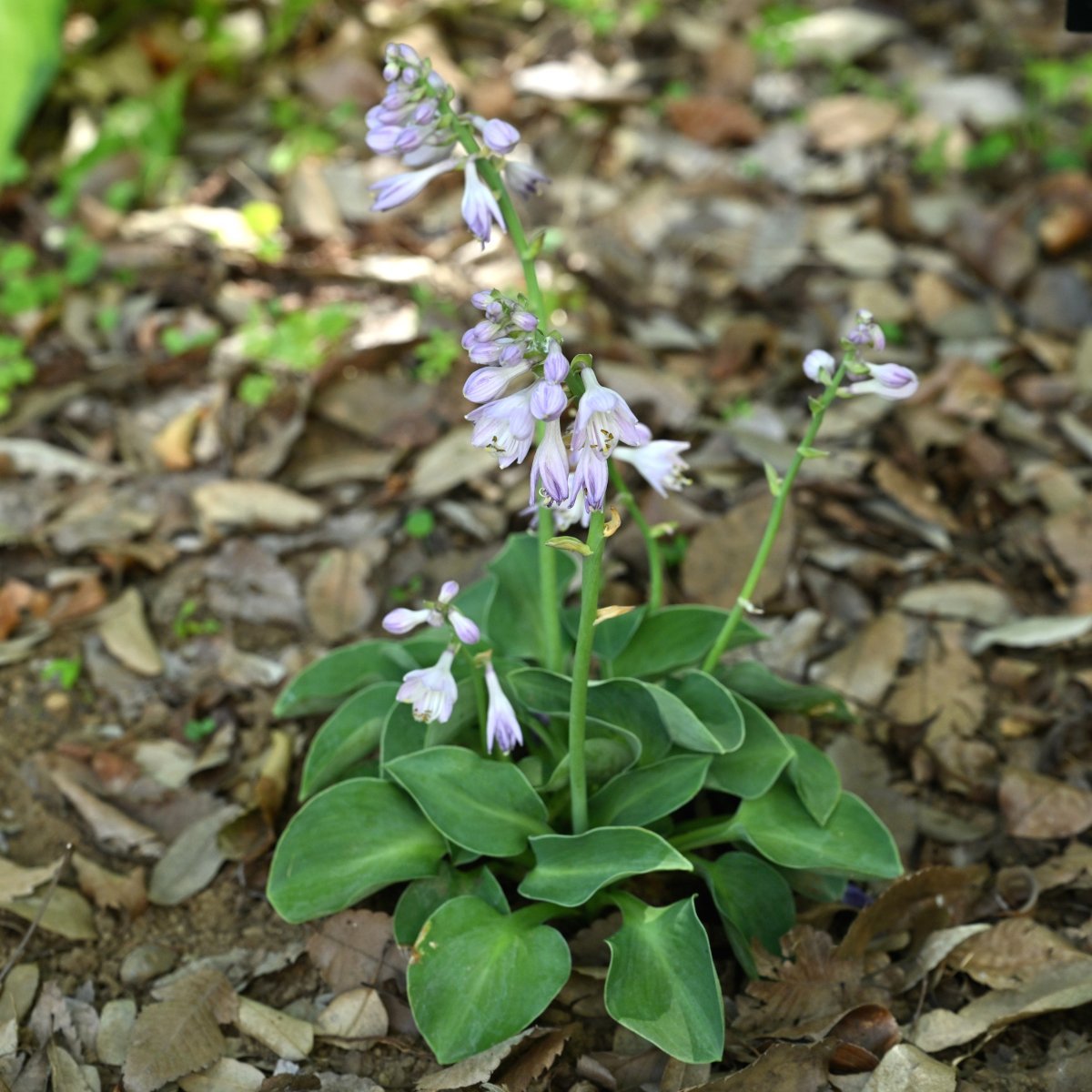 Хоста Блу Маус Иэрз - фото 2