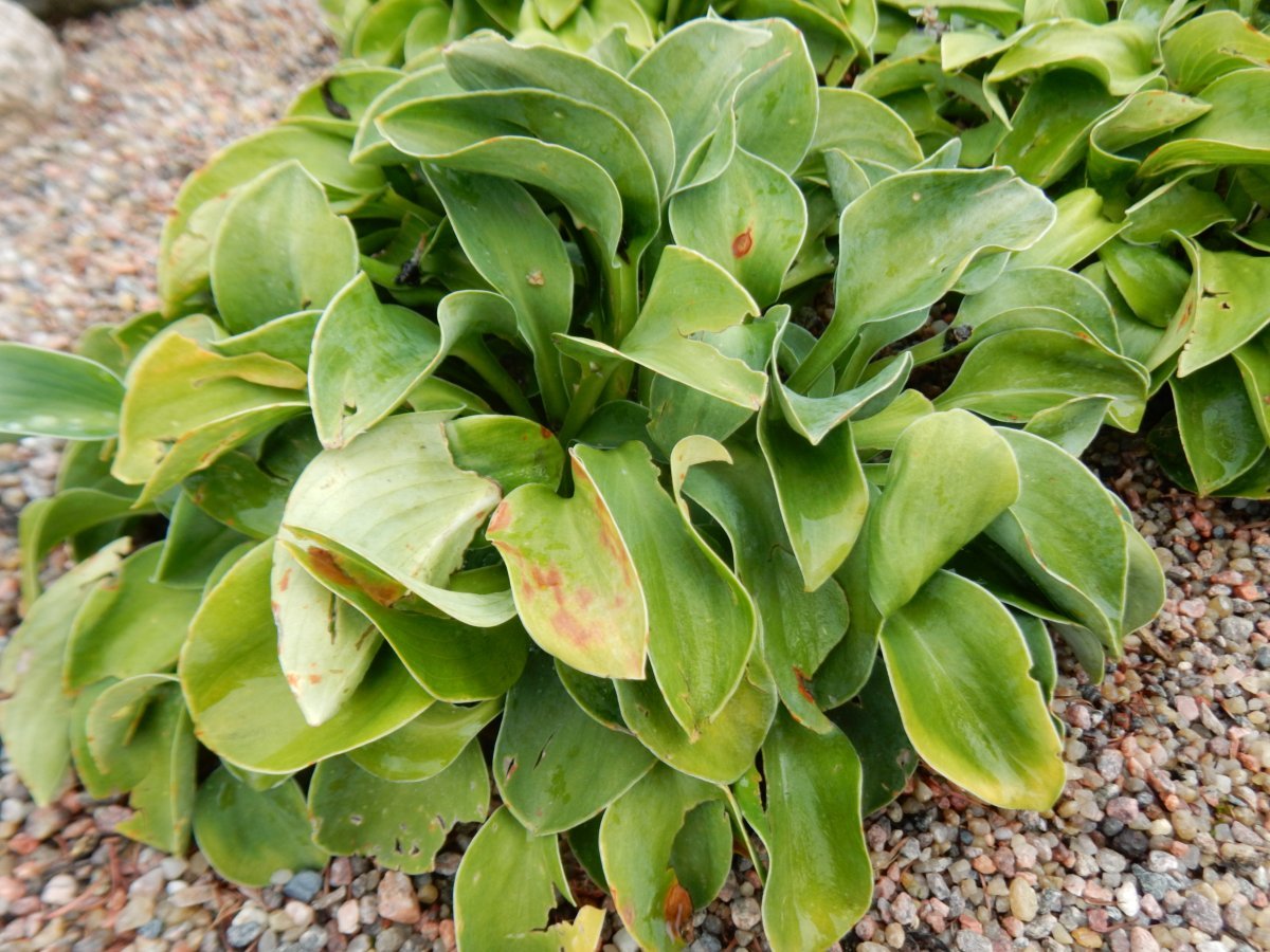 Хоста Блу Маус Иэрз - фото 6