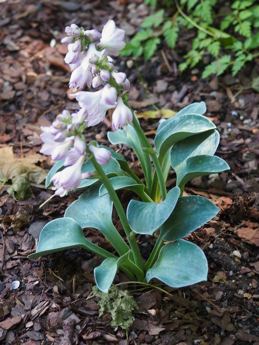 Хоста Блу Маус Иэрз - фото 3