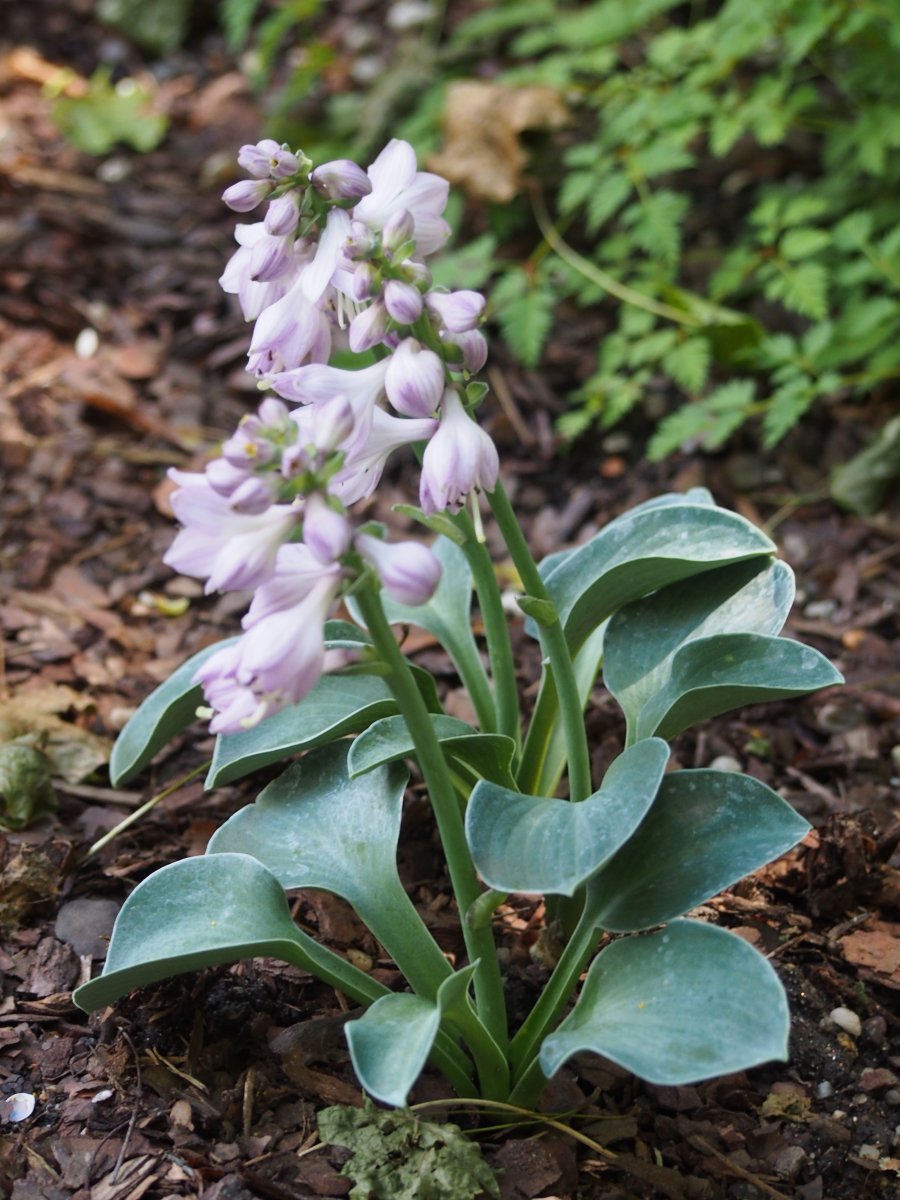 Хоста Блу Маус Иэрз - фото 4