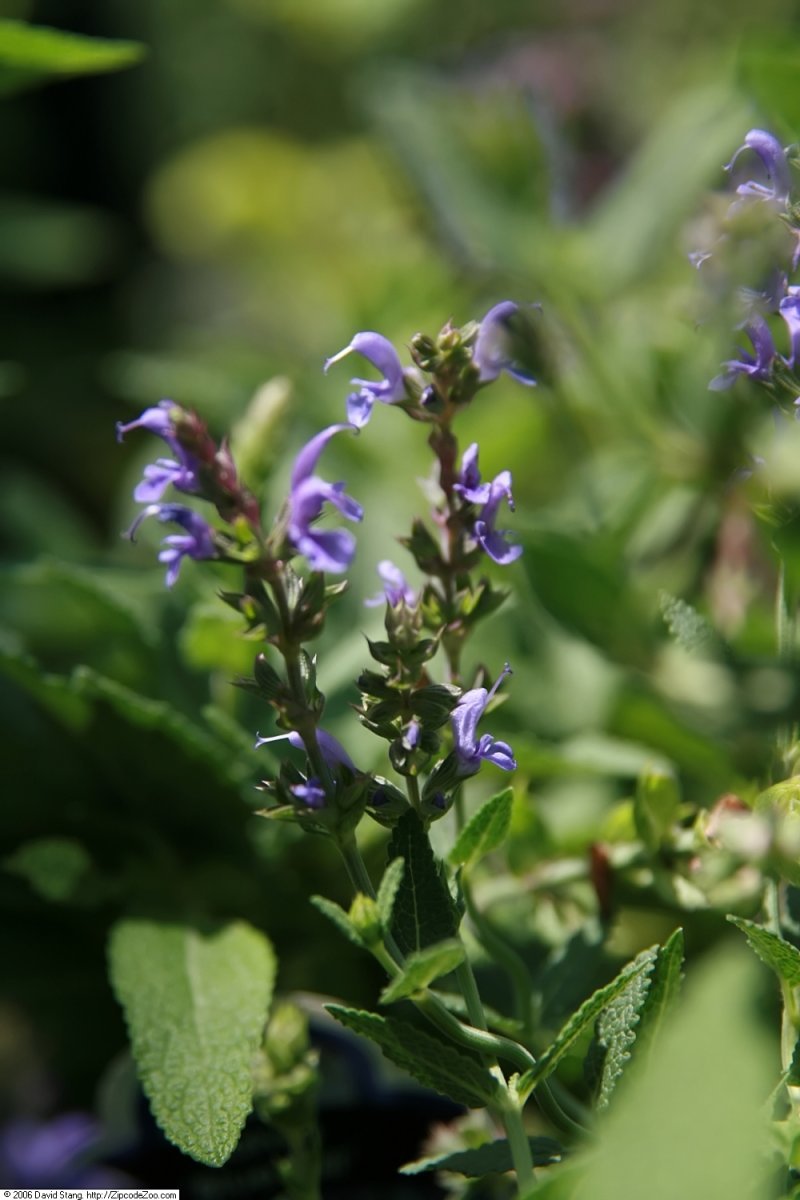 Шалфей дубравный Блаухугель - фото 5