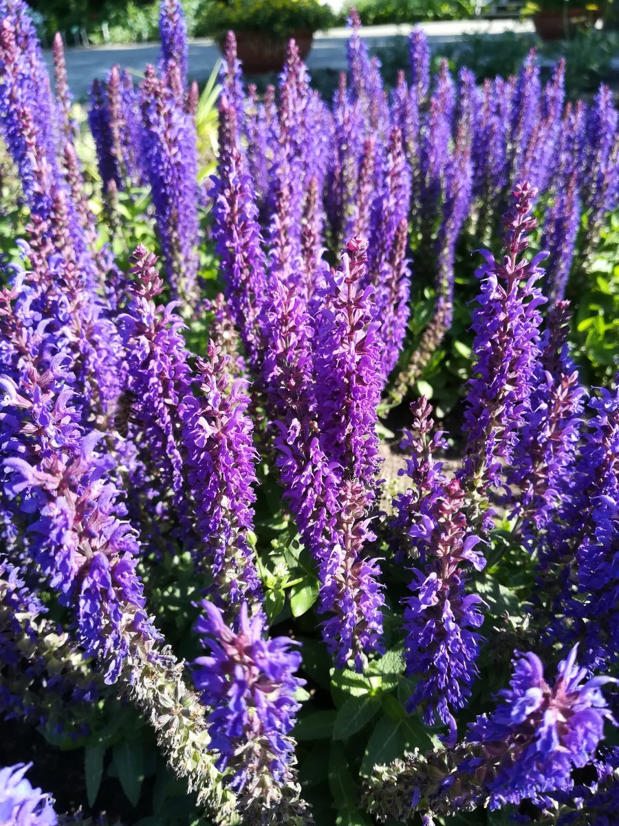 Шалфей дубравный Блаухугель