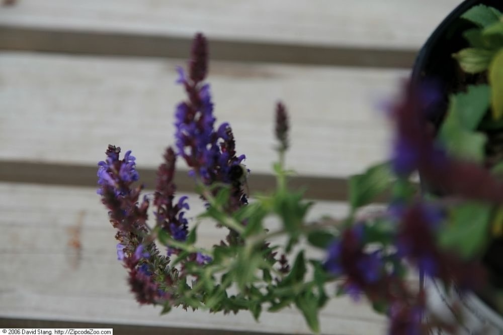 Шалфей дубравный Блаухугель - фото 6