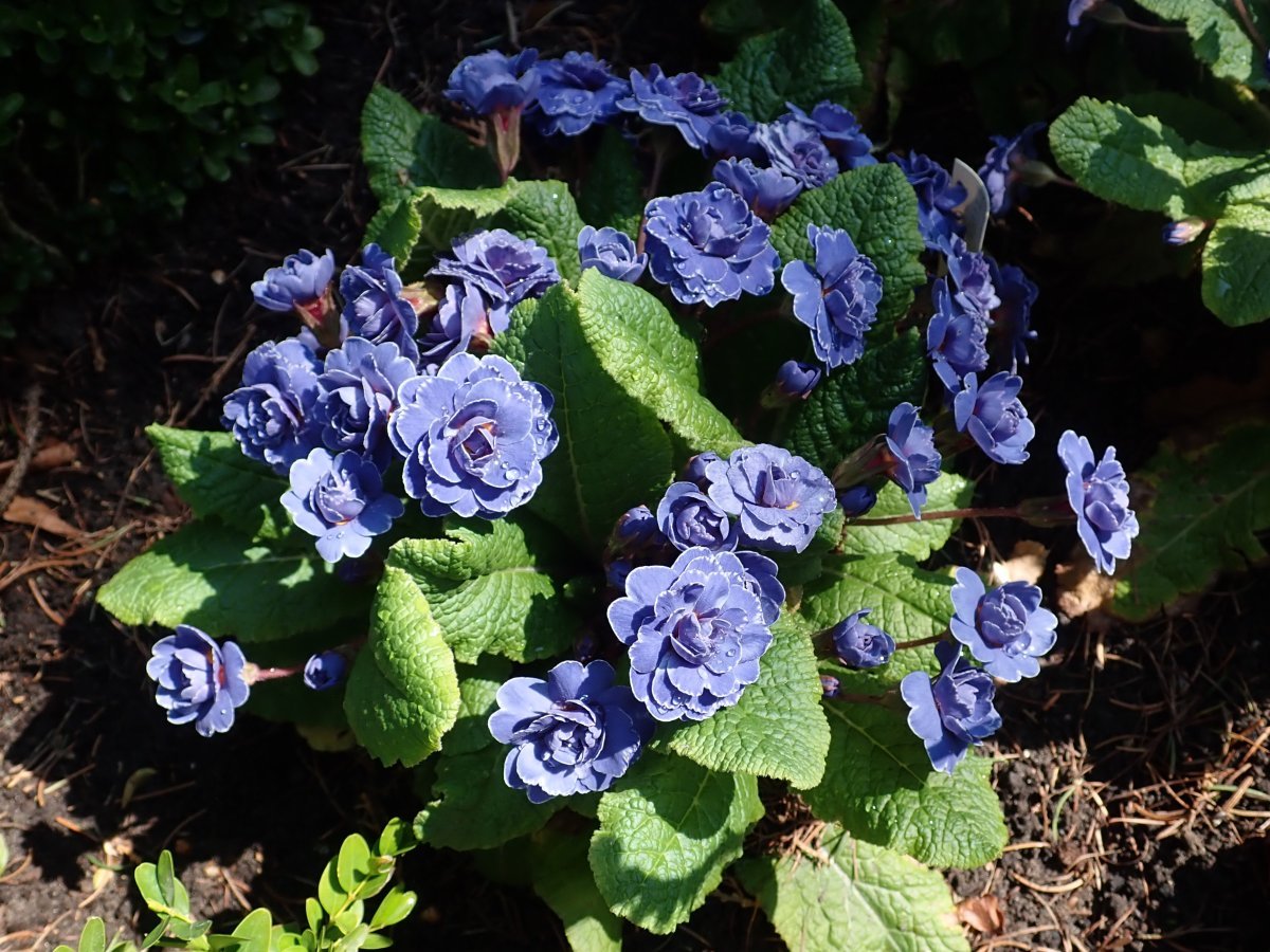 Примула Беларина Аметист Айс - фото 5