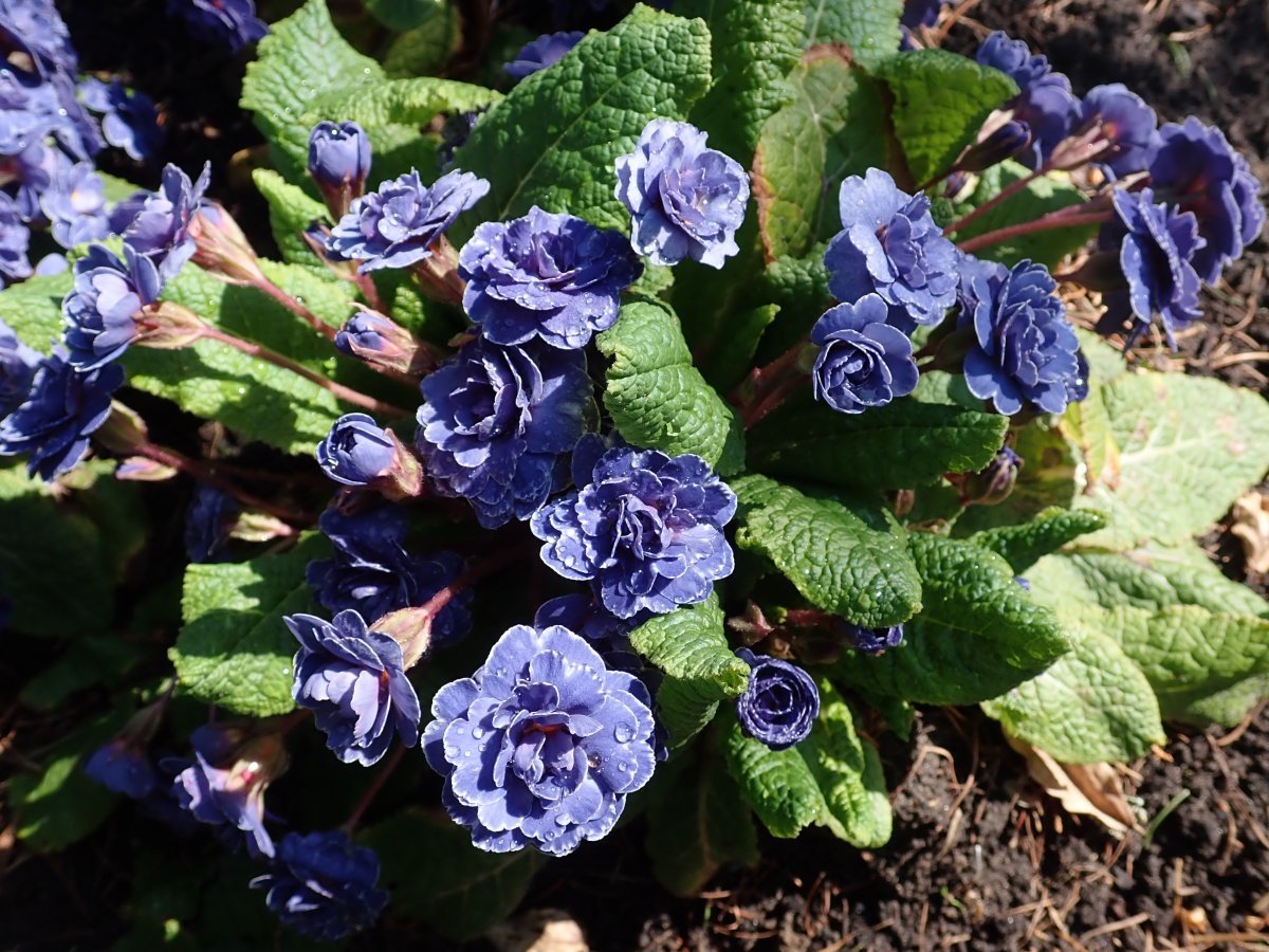 Примула Беларина Аметист Айс - фото 2