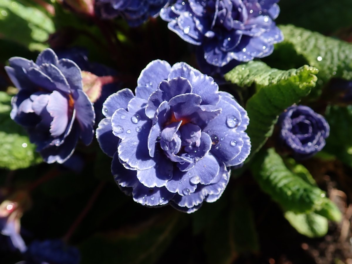 Примула Беларина Аметист Айс