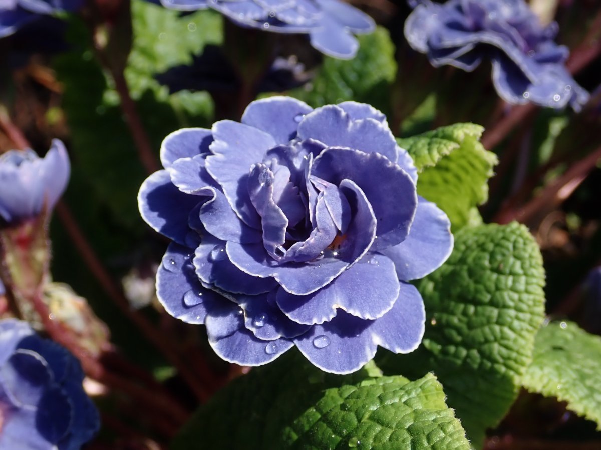 Примула Беларина Аметист Айс - фото 4