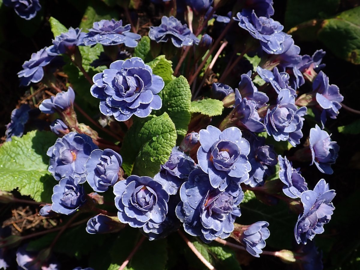 Примула Беларина Аметист Айс - фото 3