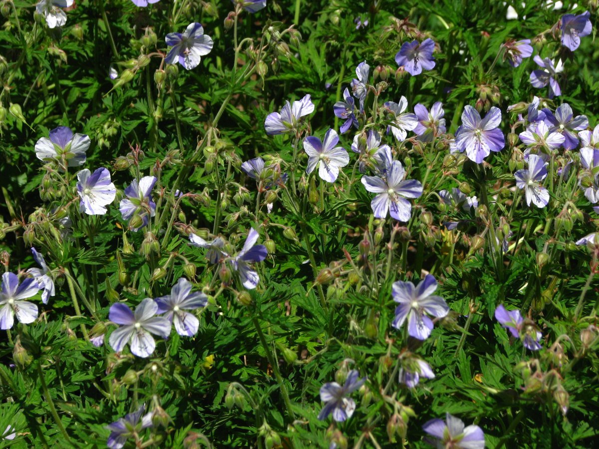 Герань садовая Сплиш Сплеш - фото 2