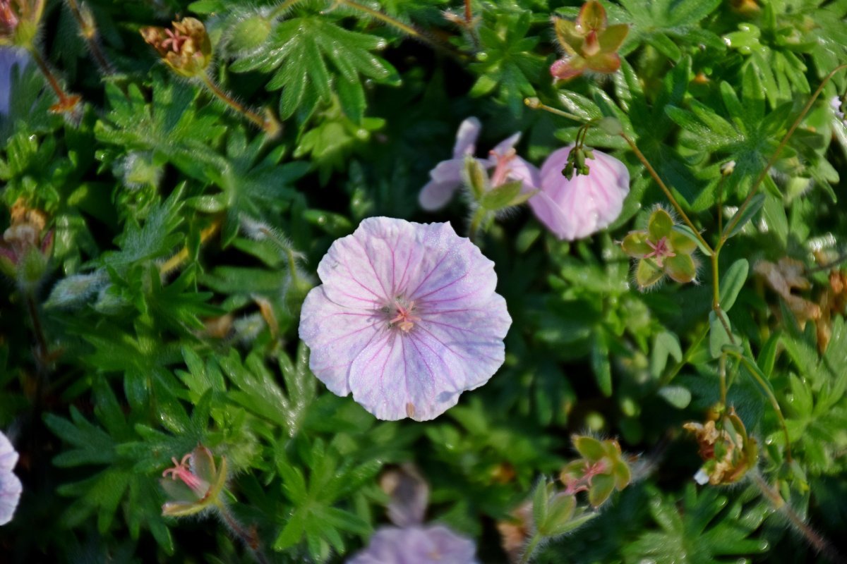 Герань садовая Стриатум - фото 2