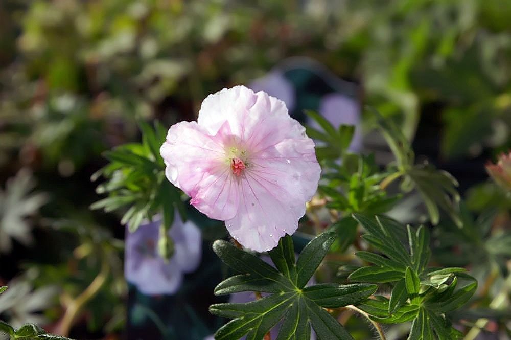 Герань садовая Стриатум - фото 5