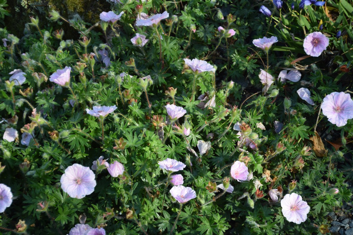 Герань садовая Стриатум - фото 3