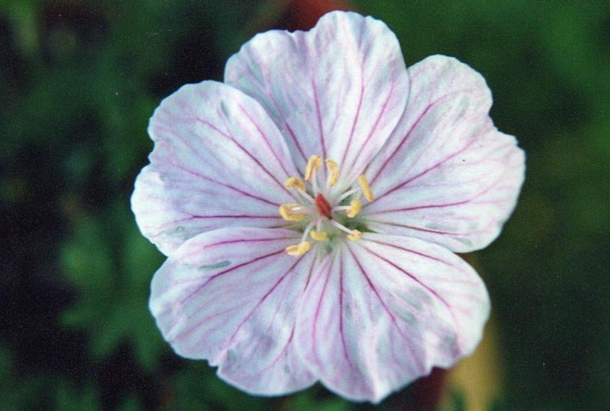 Герань садовая Стриатум - фото 4