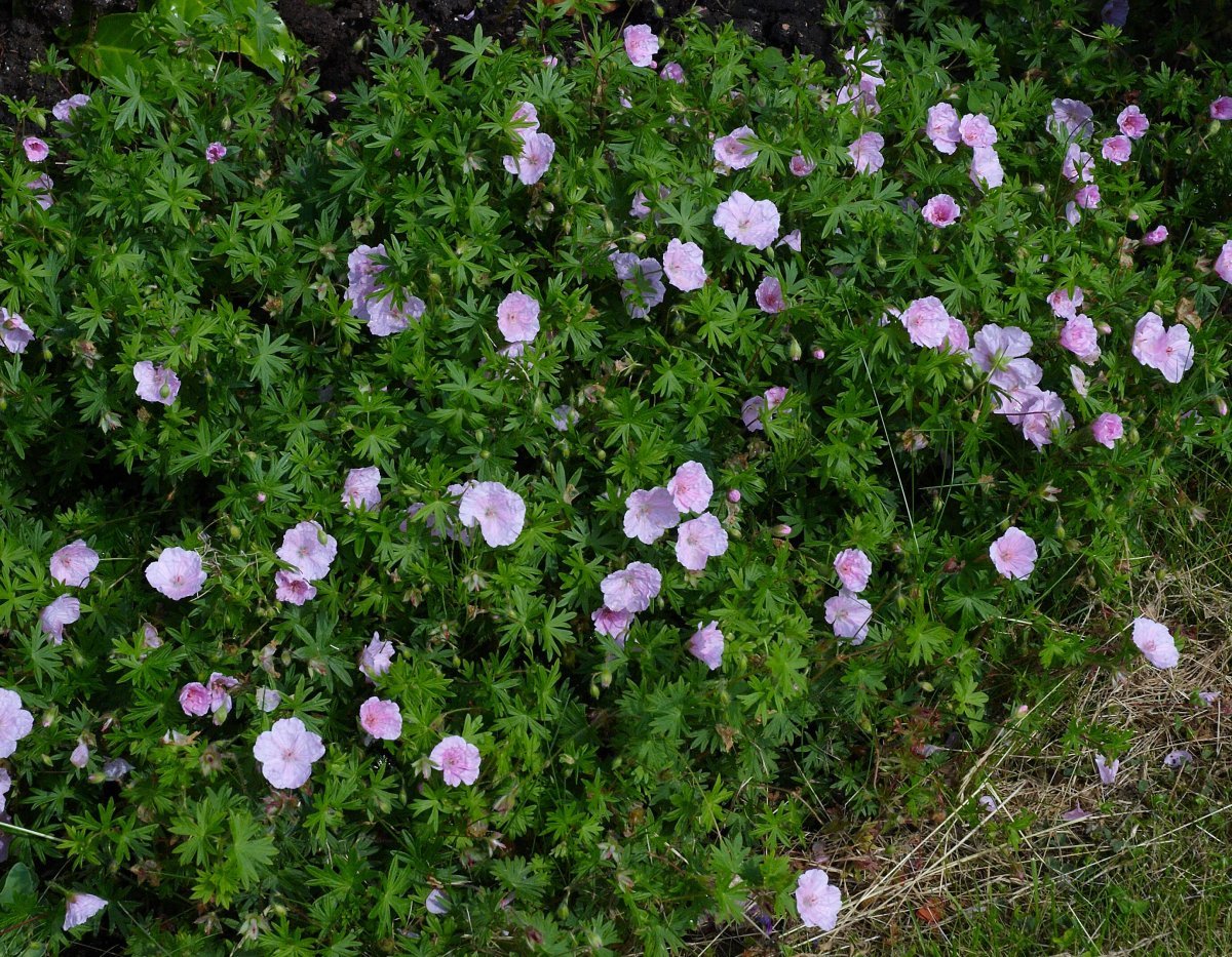 Герань садовая Стриатум - фото 6