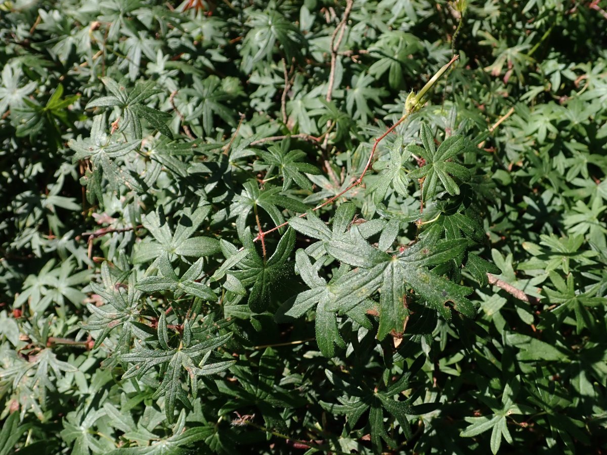 Герань садовая Стриатум - фото 9