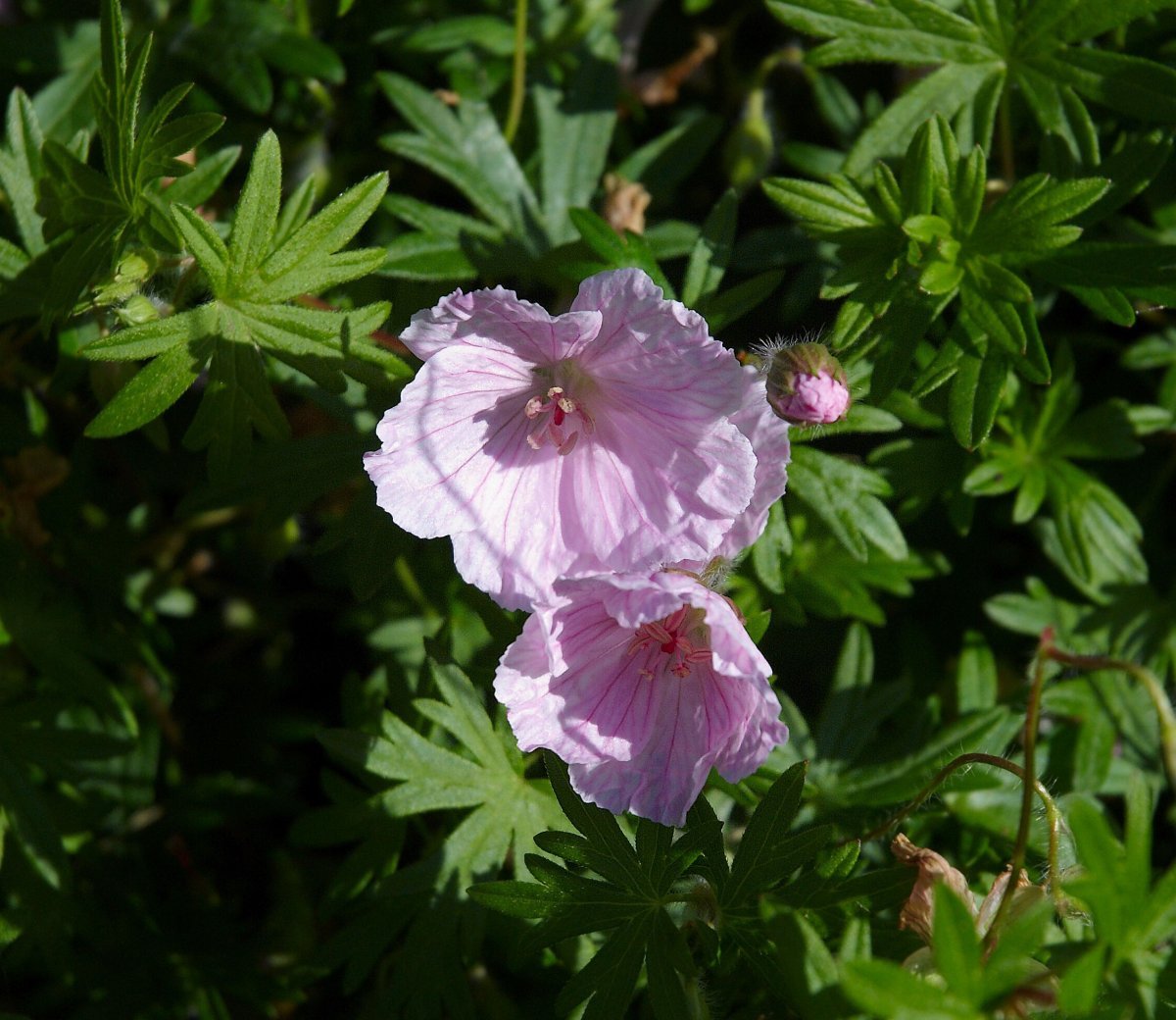 Герань садовая Стриатум - фото 7