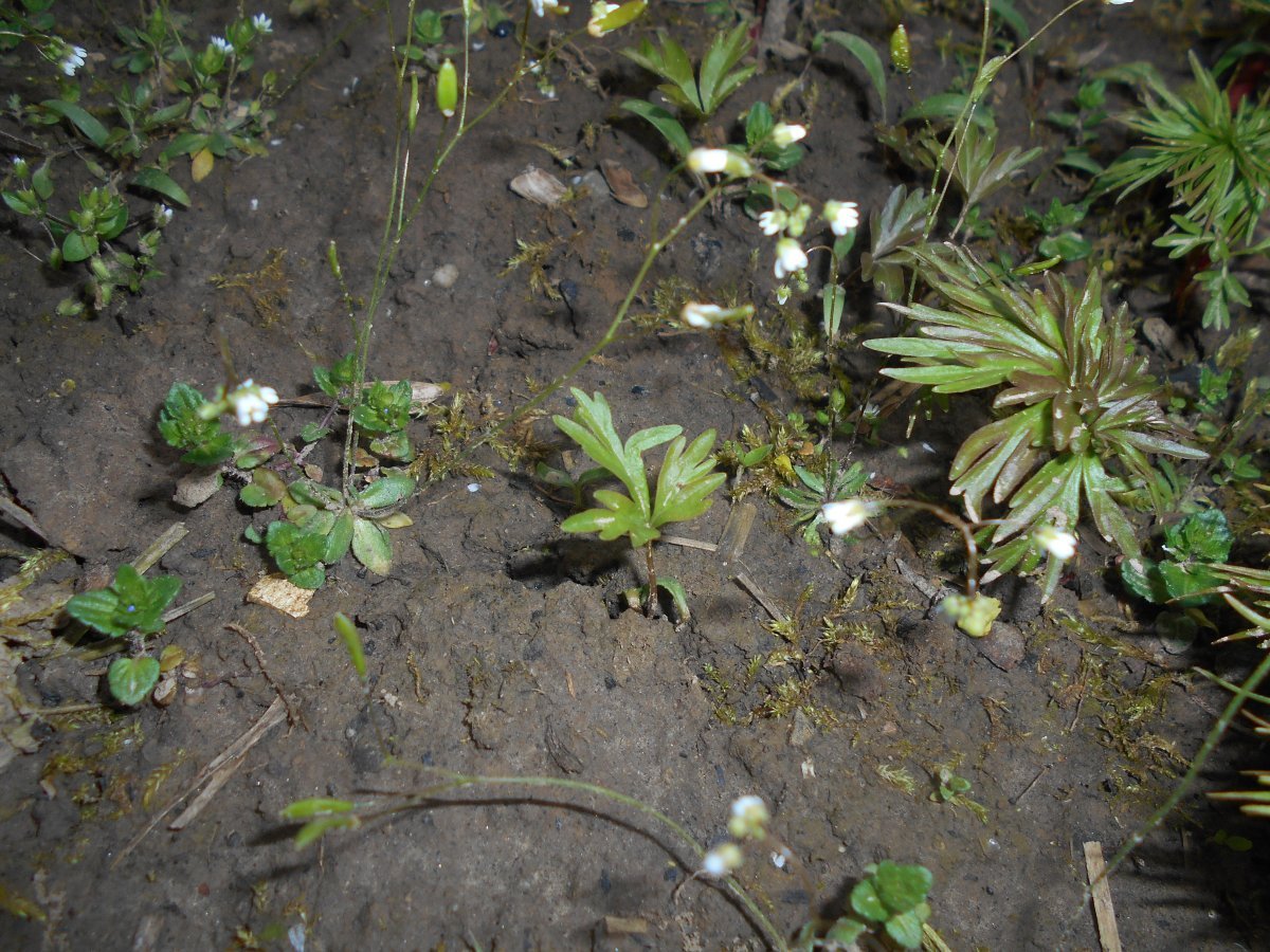 Пион узколистный - фото 8