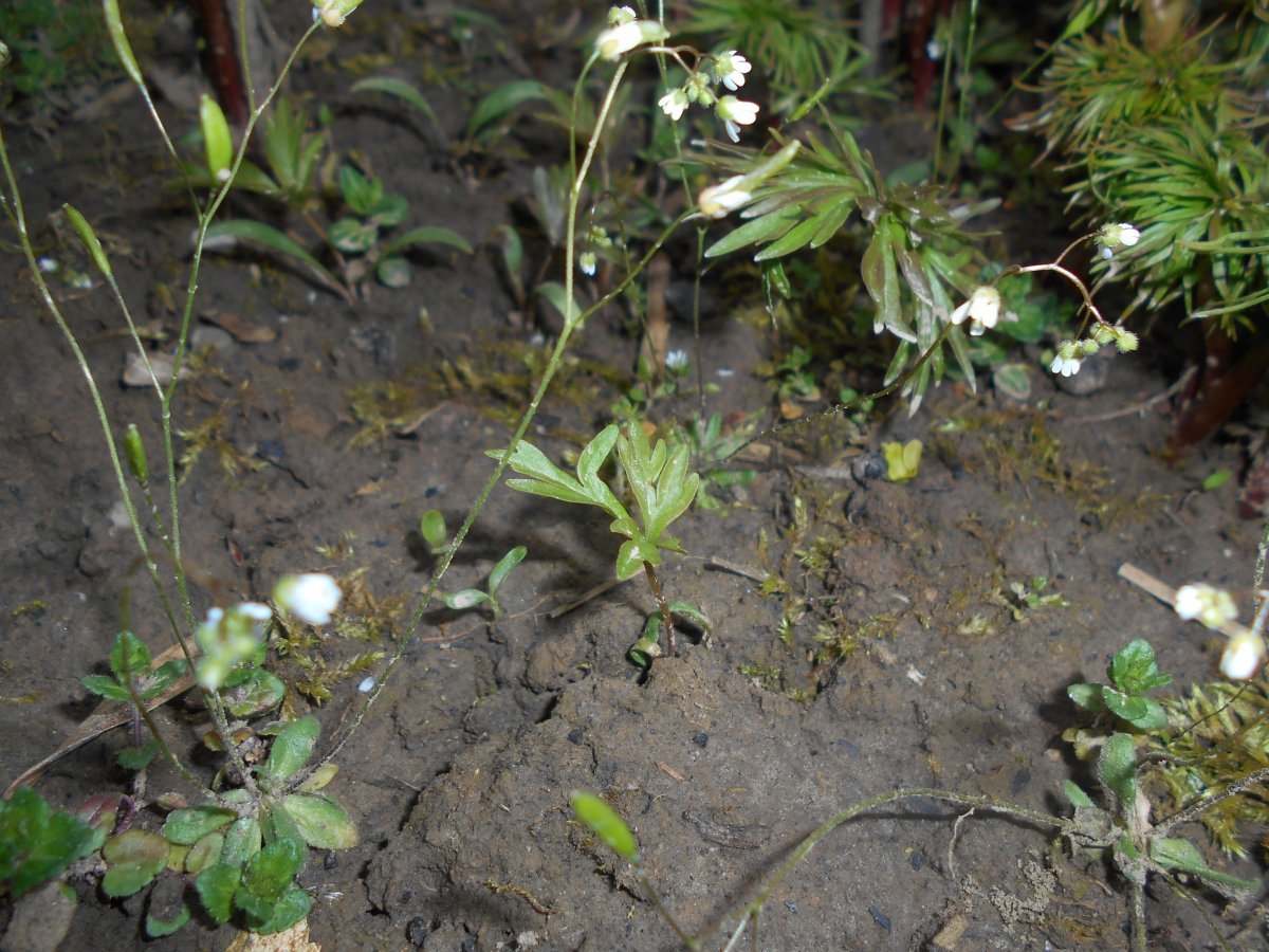 Пион узколистный - фото 7