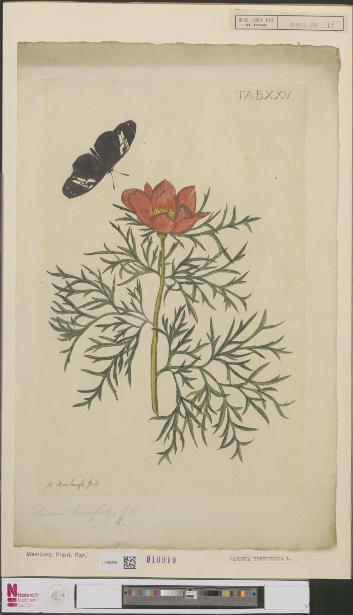 Пион узколистный - фото 3