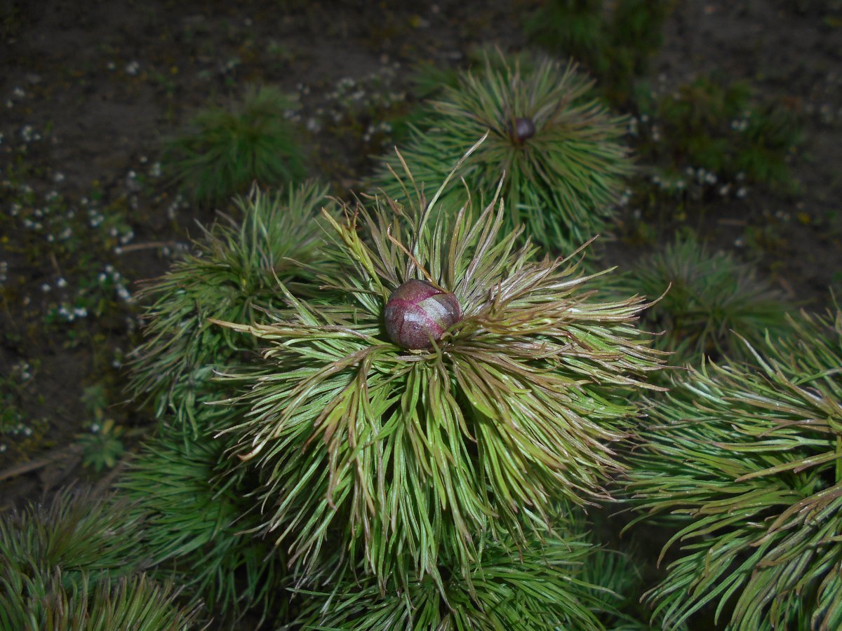 Пион узколистный - фото 6