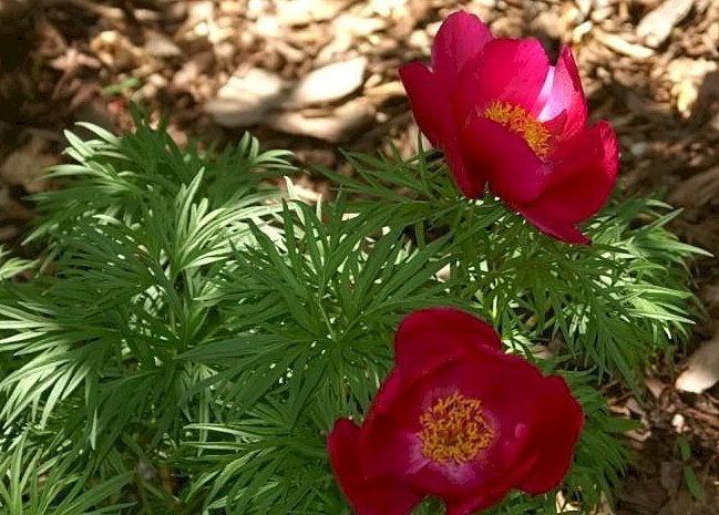 Пион узколистный - фото 4