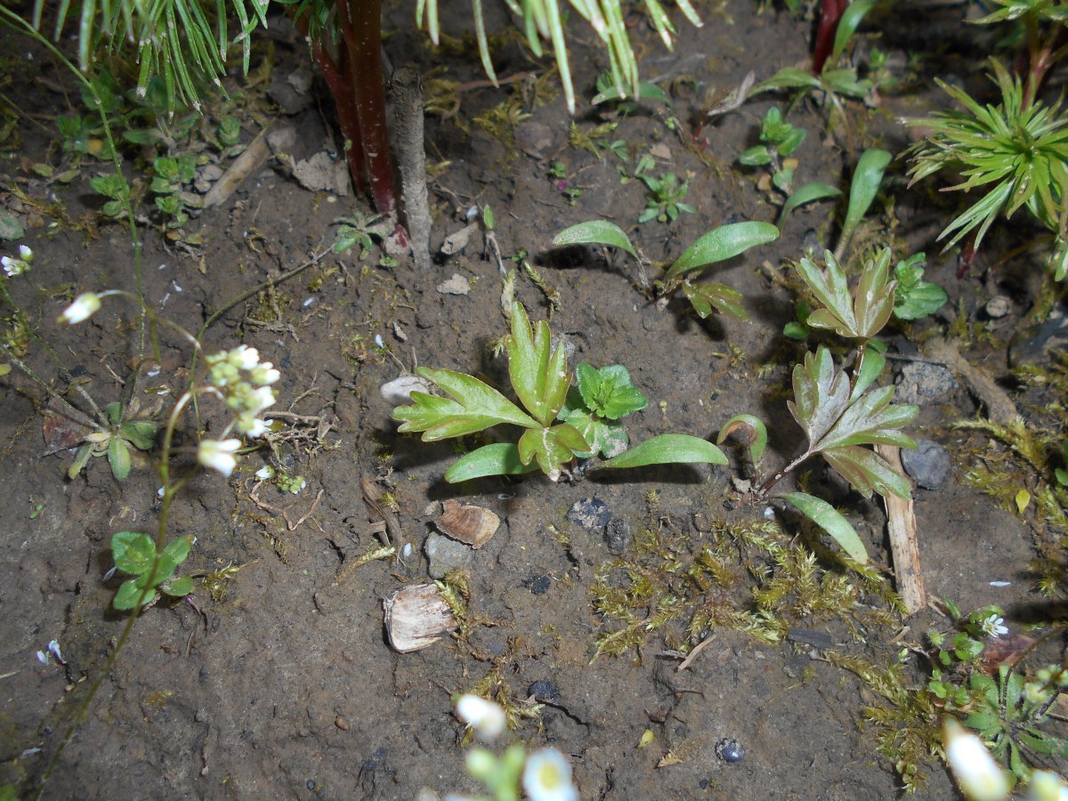 Пион узколистный - фото 9