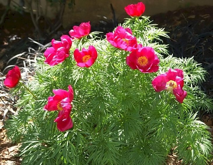 Пион узколистный - фото 5