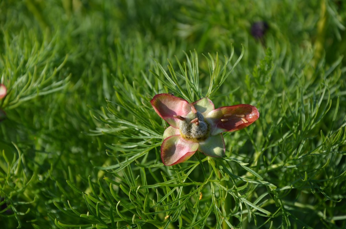 Пион узколистный - фото 2