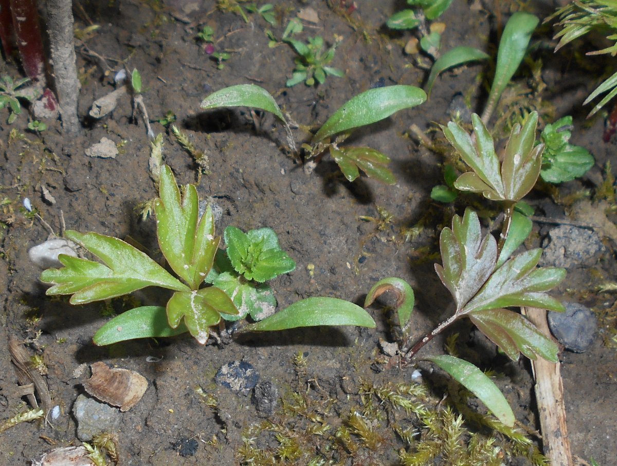 Пион узколистный - фото 10