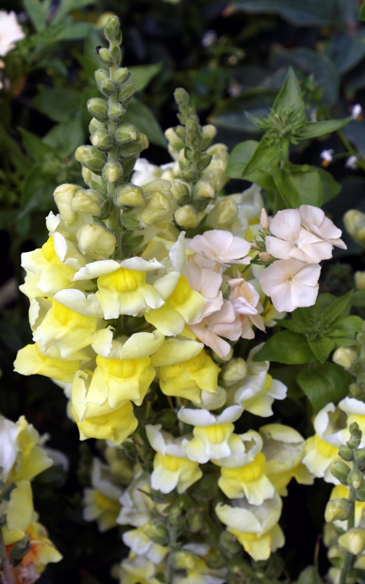 Флокс Дракон