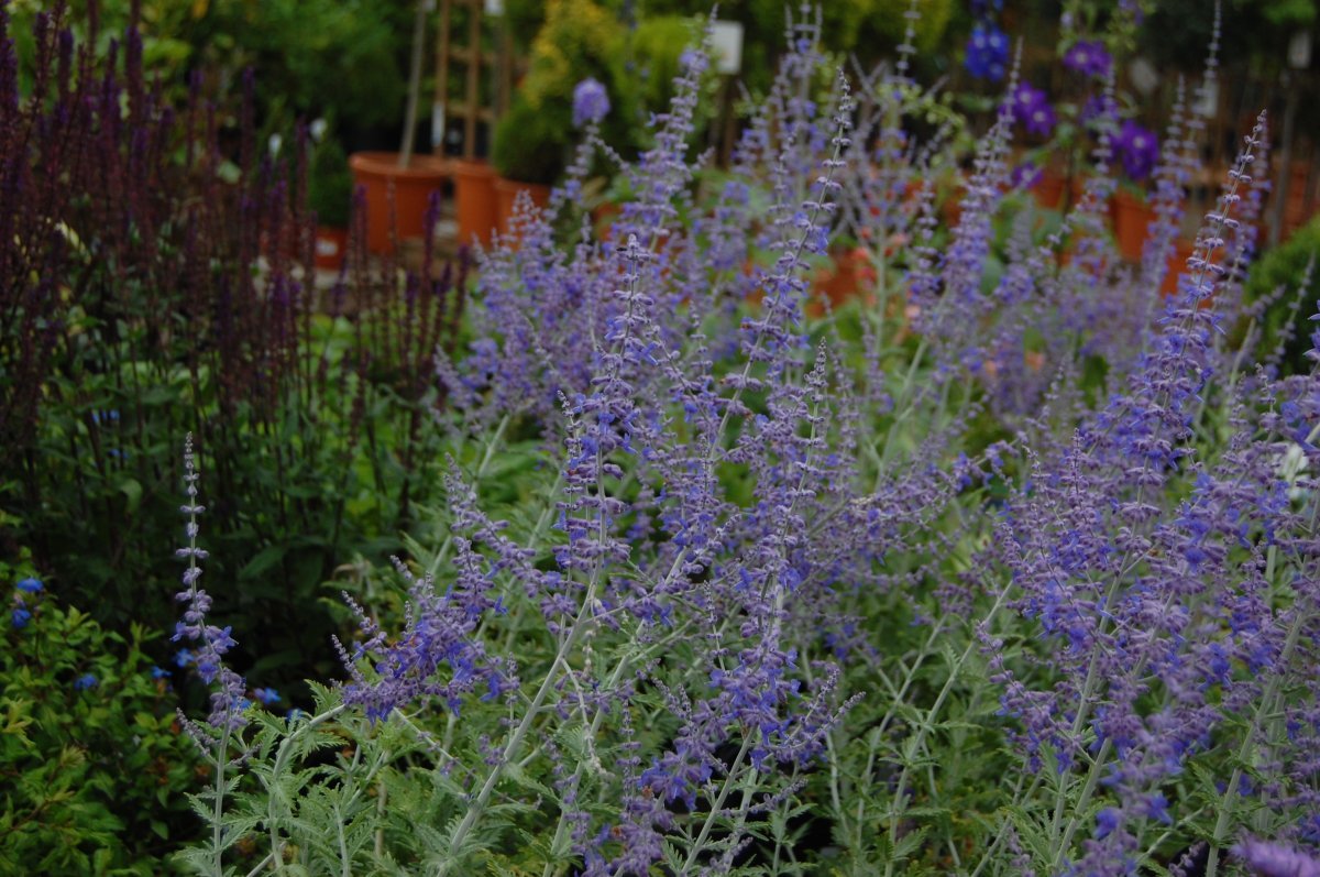 Перовския Блу Спайр - фото 3