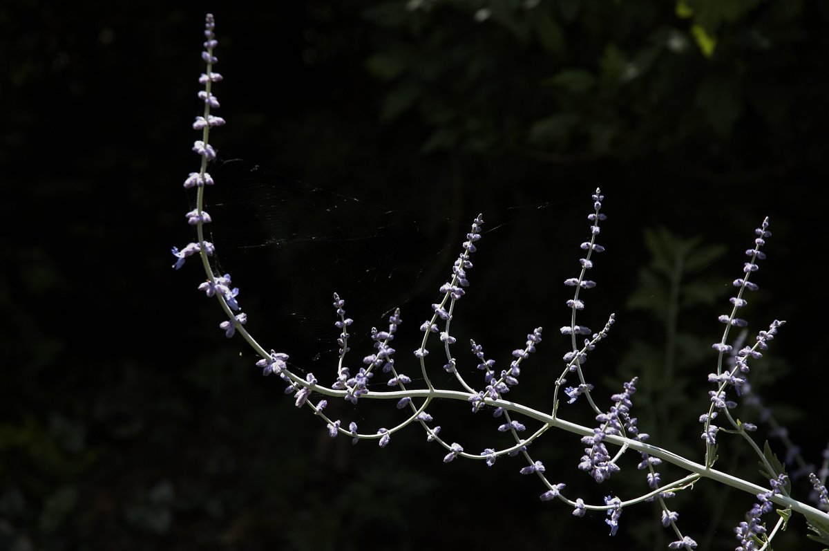 Перовския Блу Спайр - фото 9