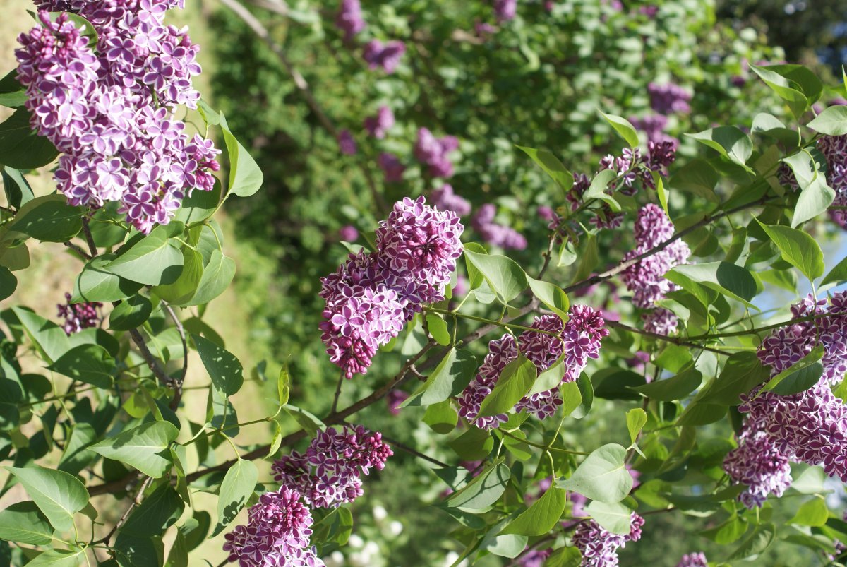 Сирень Сенсация - фото 10